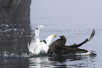 burgomeister gull and Arctic skua