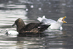 burgomeister gull and Arctic skua