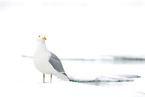 burgomeister gull
