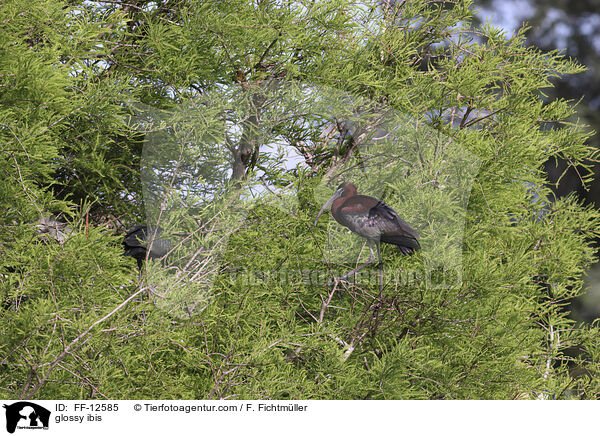 glossy ibis / FF-12585