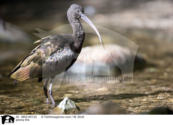 glossy ibis / MAZ-06122