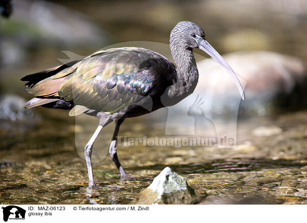 glossy ibis / MAZ-06123
