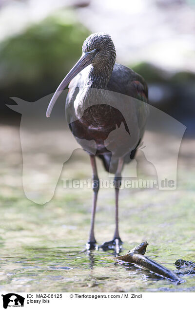 glossy ibis / MAZ-06125