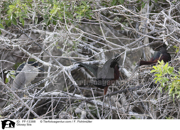 Braunsichler / Glossy Ibis / FF-13388