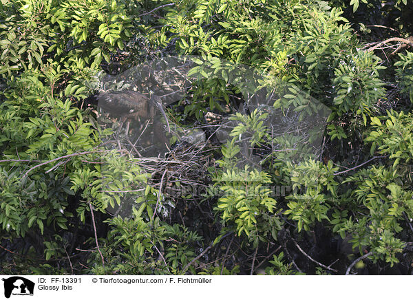 Braunsichler / Glossy Ibis / FF-13391