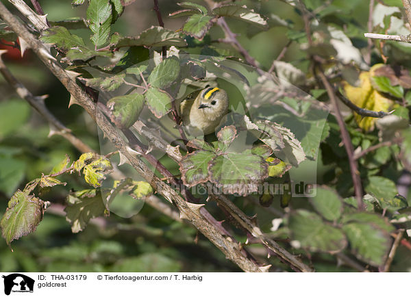 Wintergoldhhnchen / goldcrest / THA-03179