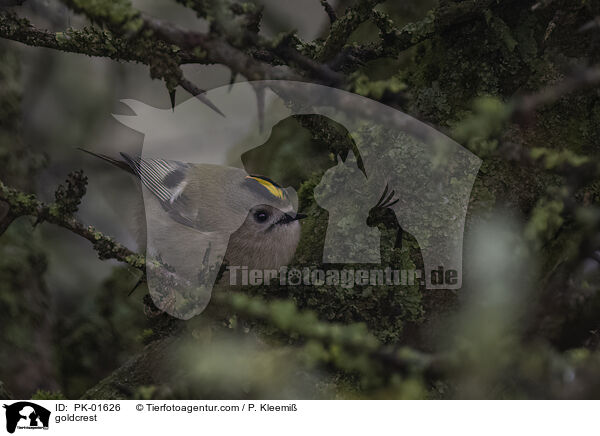 goldcrest / PK-01626