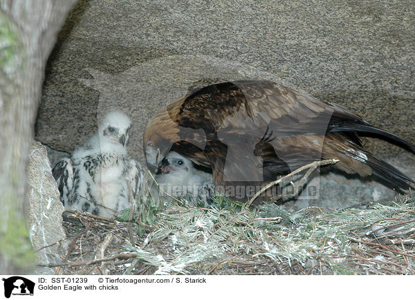 Golden Eagle with chicks / SST-01239