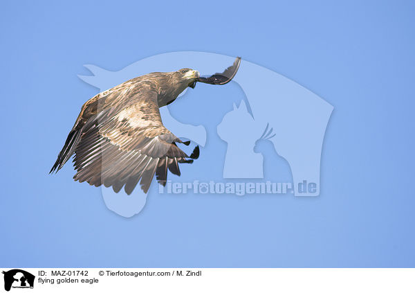 fliegender Steinadler / flying golden eagle / MAZ-01742