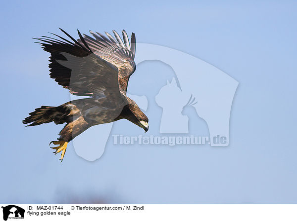 fliegender Steinadler / flying golden eagle / MAZ-01744
