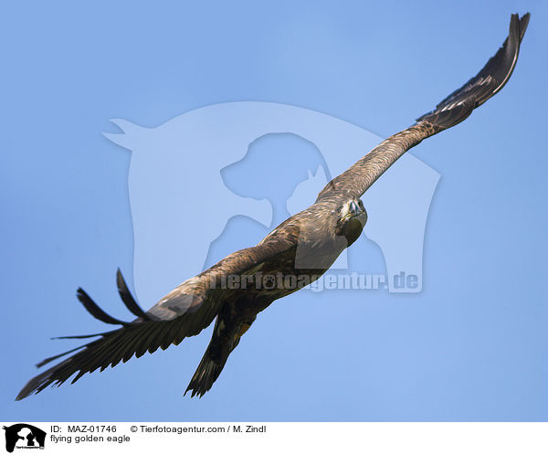 fliegender Steinadler / flying golden eagle / MAZ-01746