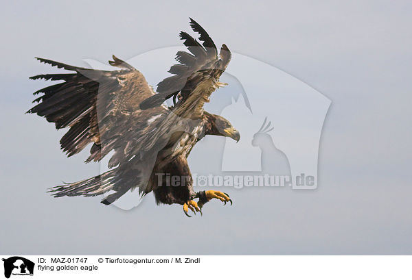 fliegender Steinadler / flying golden eagle / MAZ-01747