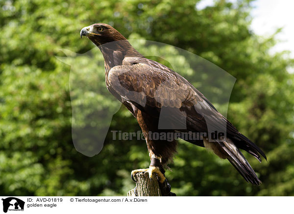 Steinadler / golden eagle / AVD-01819