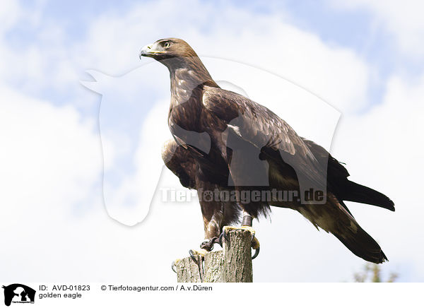 Steinadler / golden eagle / AVD-01823