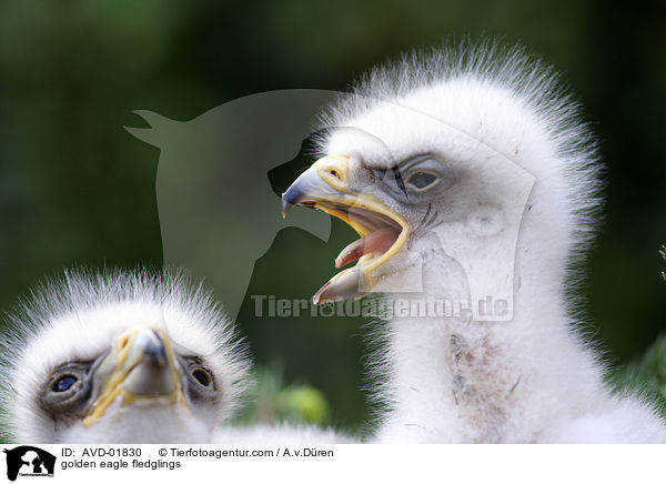 Steinadlerkken / golden eagle fledglings / AVD-01830