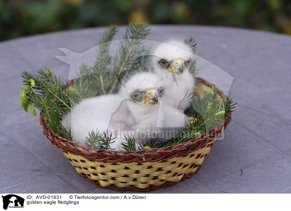 golden eagle fledglings / AVD-01831