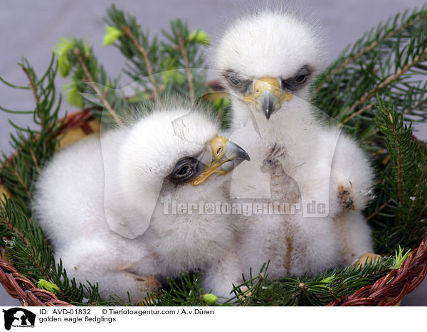 Steinadlerkken / golden eagle fledglings / AVD-01832