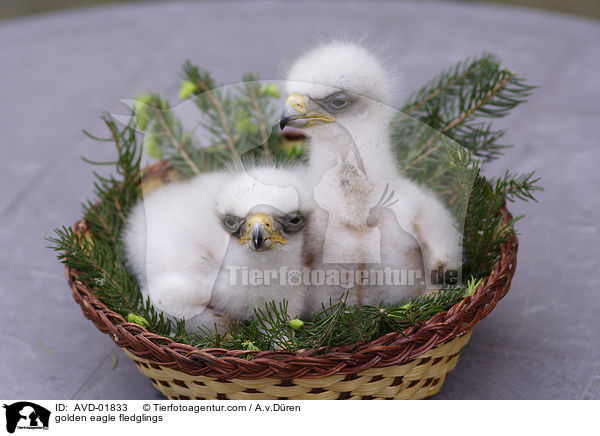 Steinadlerkken / golden eagle fledglings / AVD-01833