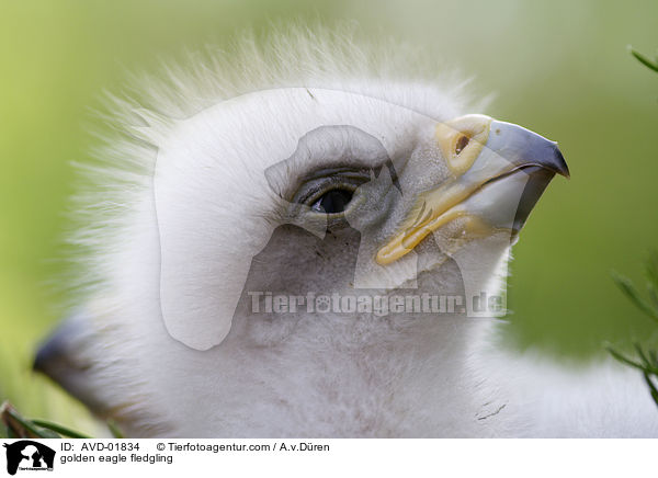 golden eagle fledgling / AVD-01834