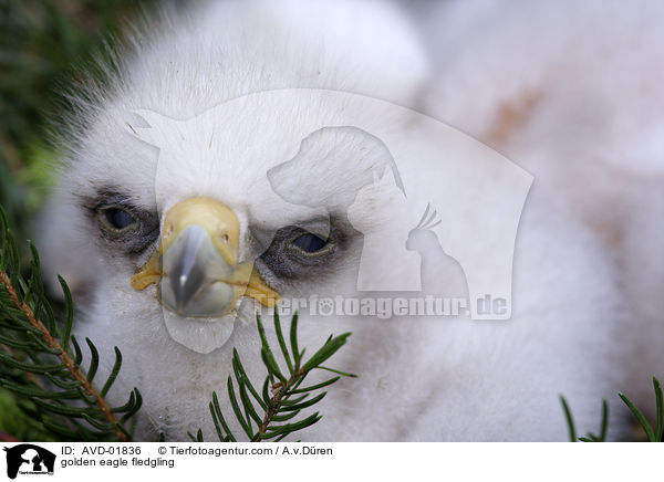 Steinadlerkken / golden eagle fledgling / AVD-01836