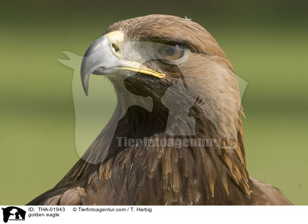golden eagle / THA-01943