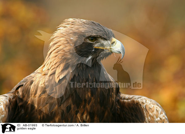golden eagle / AB-01993