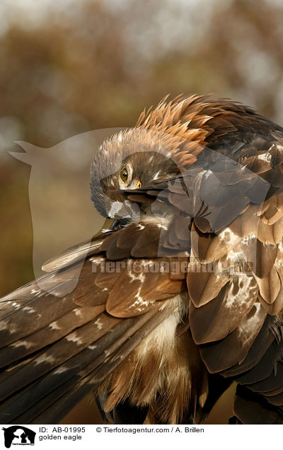 Steinadler / golden eagle / AB-01995