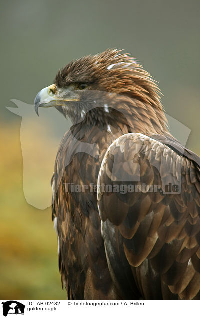Steinadler / golden eagle / AB-02482