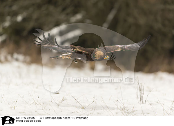 flying golden eagle / PW-05907