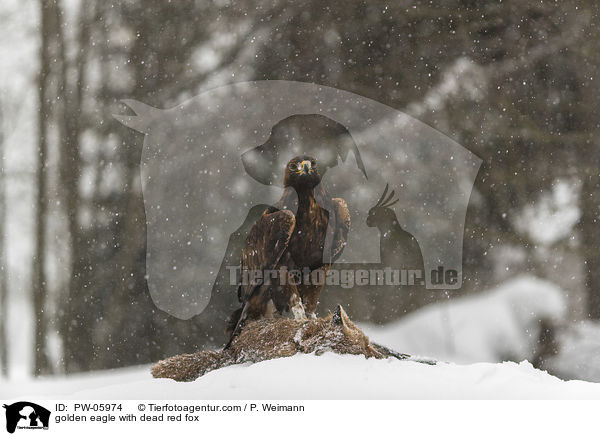 Steinadler mit totem Rotfuchs / golden eagle with dead red fox / PW-05974