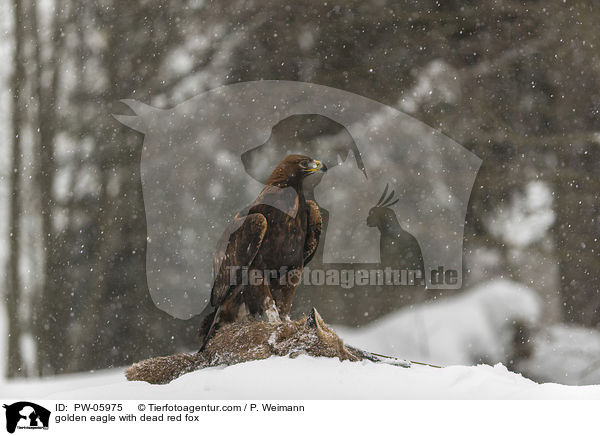 Steinadler mit totem Rotfuchs / golden eagle with dead red fox / PW-05975