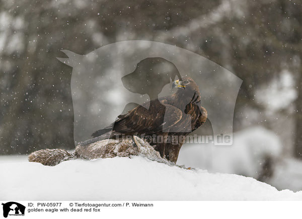 golden eagle with dead red fox / PW-05977