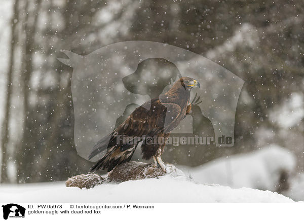 golden eagle with dead red fox / PW-05978