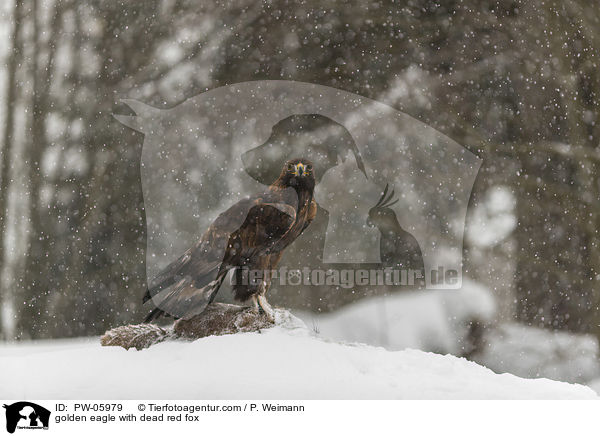 Steinadler mit totem Rotfuchs / golden eagle with dead red fox / PW-05979