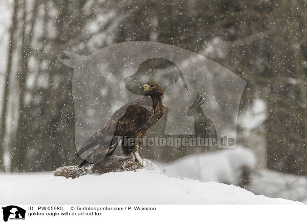 Steinadler mit totem Rotfuchs / golden eagle with dead red fox / PW-05980