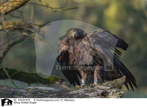 sitzender Steinadler / sitting Golden Eagle / PW-07375