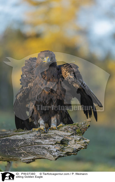sitzender Steinadler / sitting Golden Eagle / PW-07380