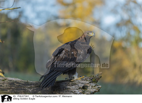 sitzender Steinadler / sitting Golden Eagle / PW-07381