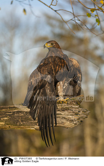sitzender Steinadler / sitting Golden Eagle / PW-07385