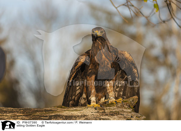 sitzender Steinadler / sitting Golden Eagle / PW-07390