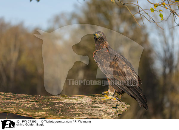 sitzender Steinadler / sitting Golden Eagle / PW-07393