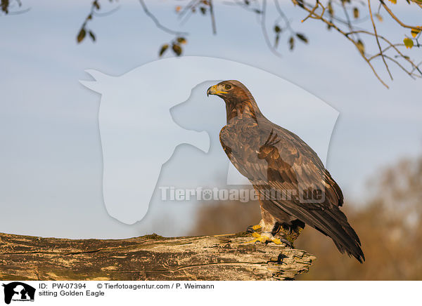 sitzender Steinadler / sitting Golden Eagle / PW-07394