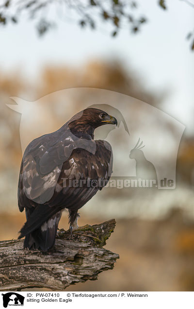 sitzender Steinadler / sitting Golden Eagle / PW-07410