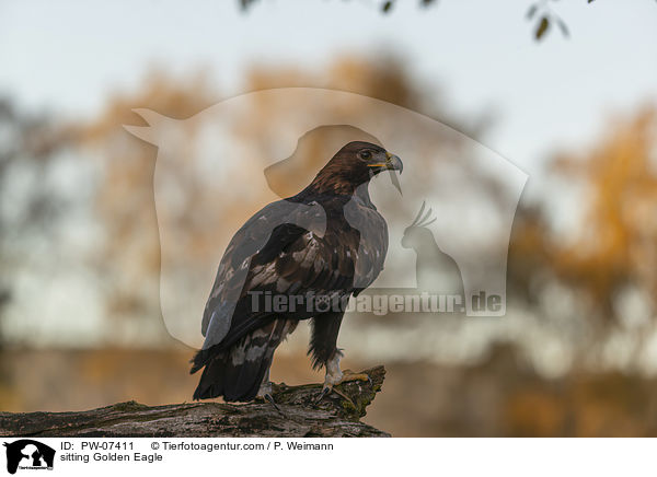 sitzender Steinadler / sitting Golden Eagle / PW-07411