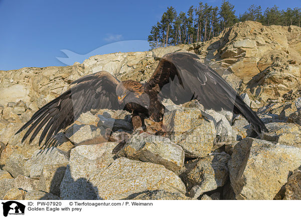Steinadler mit Beute / Golden Eagle with prey / PW-07920