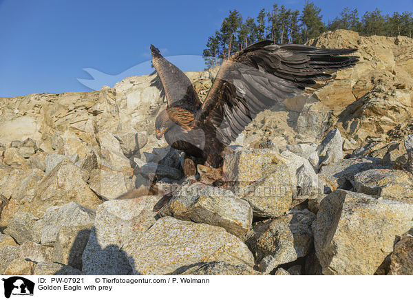 Golden Eagle with prey / PW-07921