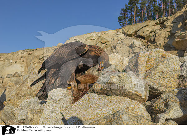 Golden Eagle with prey / PW-07922