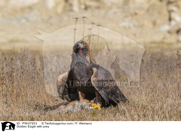 Steinadler mit Beute / Golden Eagle with prey / PW-07933