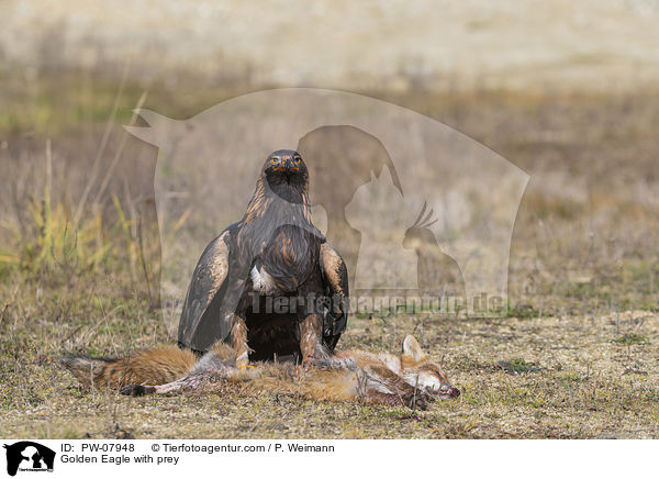 Golden Eagle with prey / PW-07948
