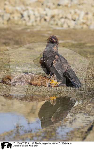 Steinadler mit Beute / Golden Eagle with prey / PW-07953